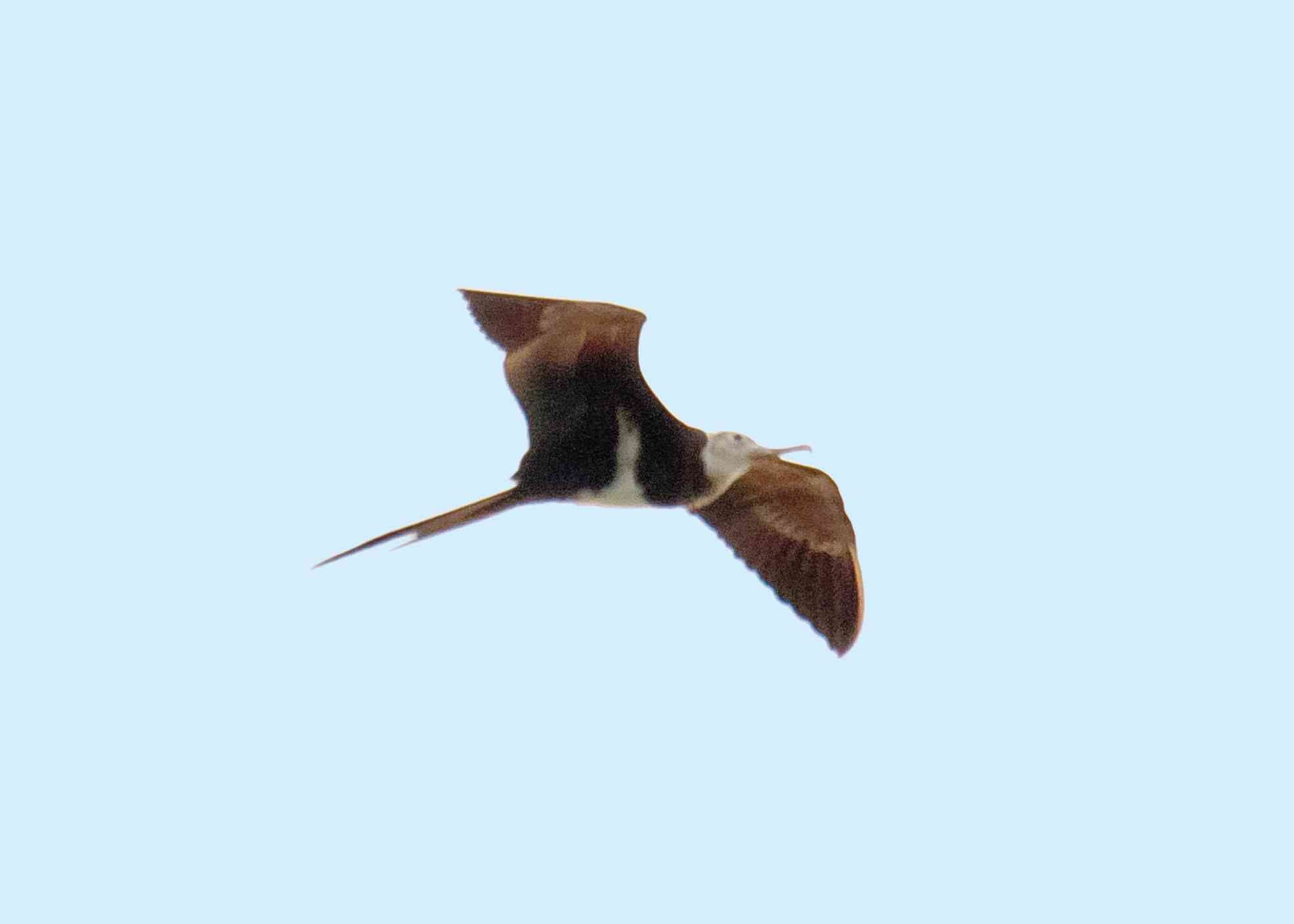 Christmas Frigatebirds Soar Above Apo Reef Natural Park
