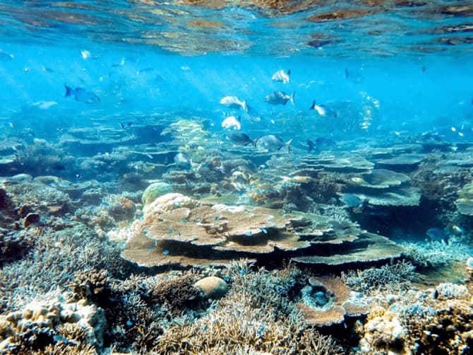 Biodiversity