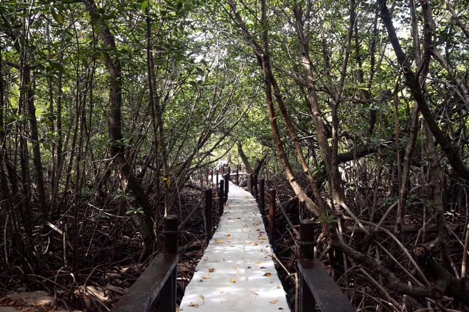 Mangrove Forest