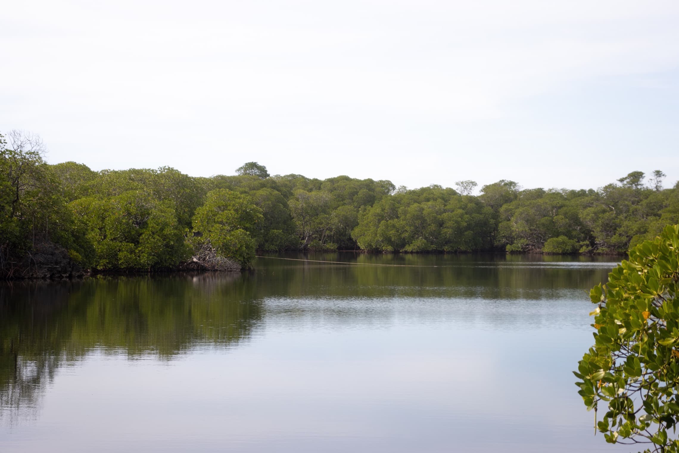 Mangrove Forest