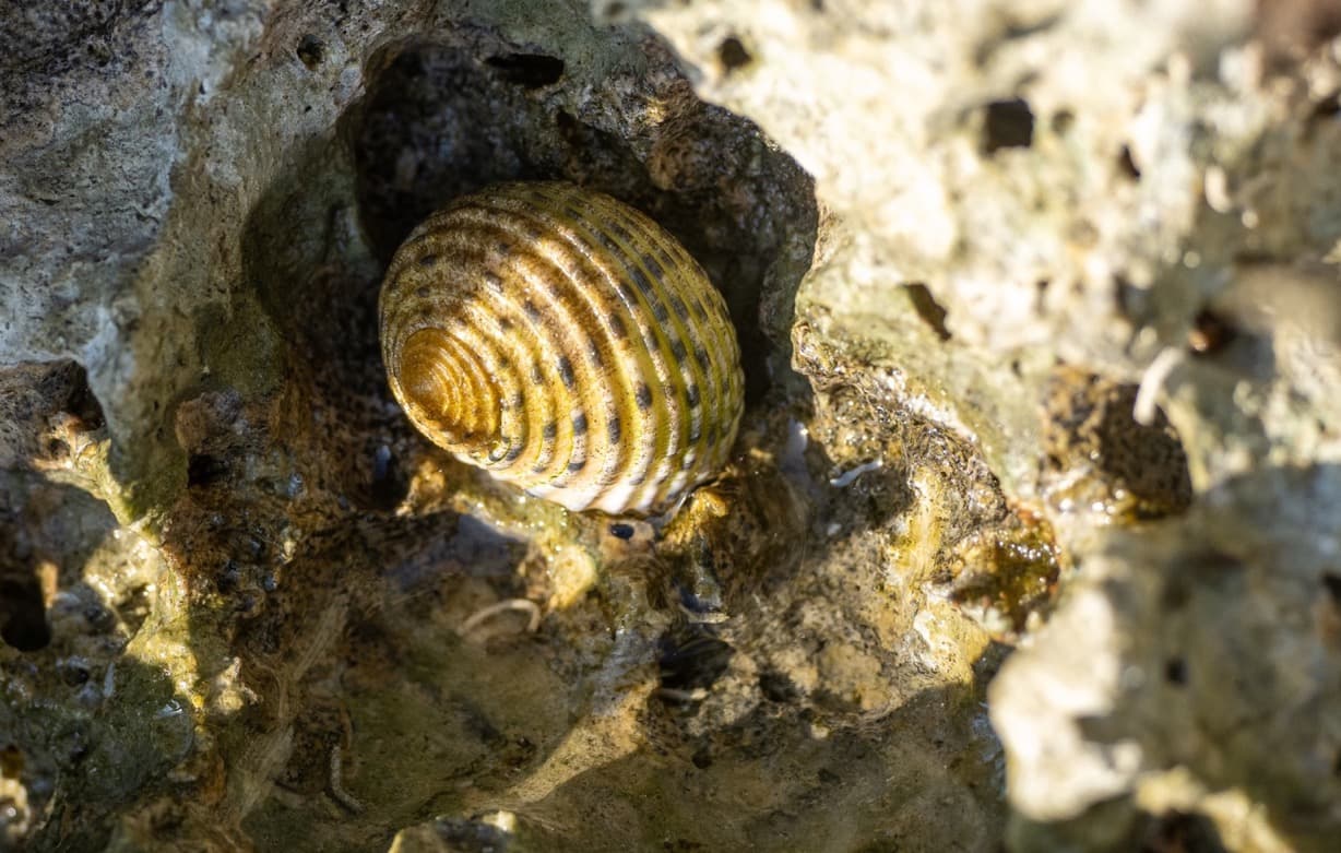 Snails