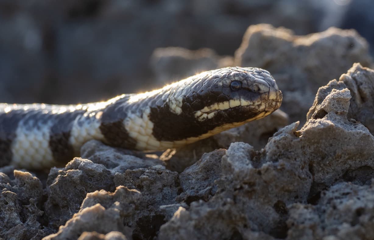 Snake