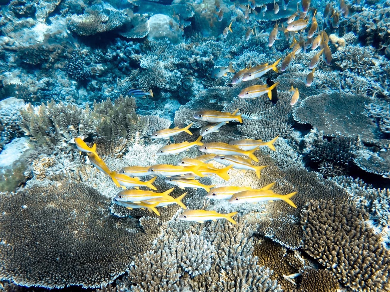 Fish & Benthos