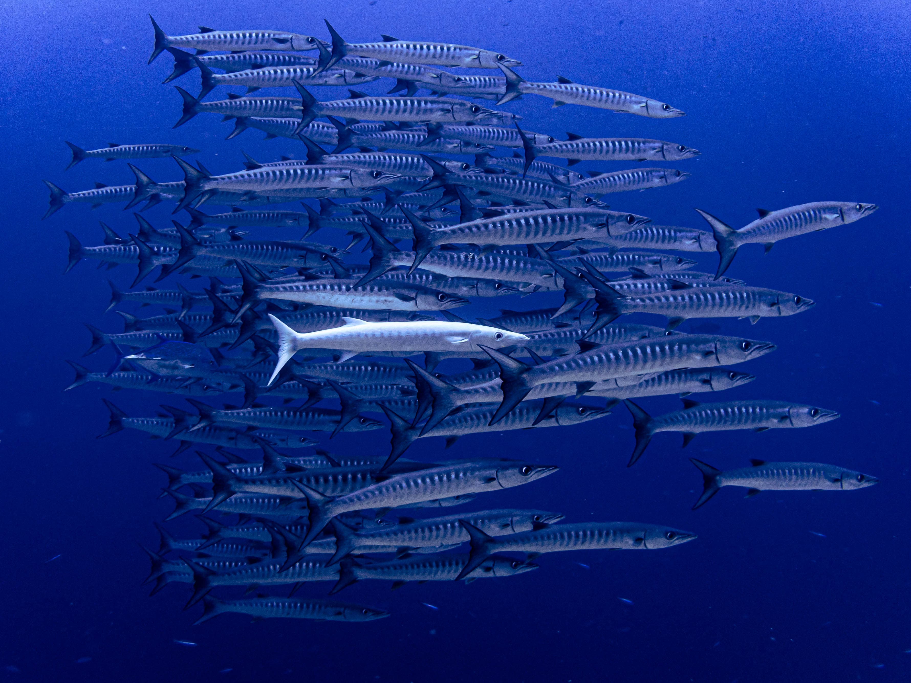 Barracuda