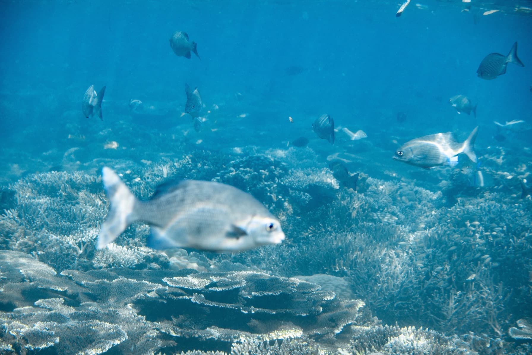Fish and Benthos