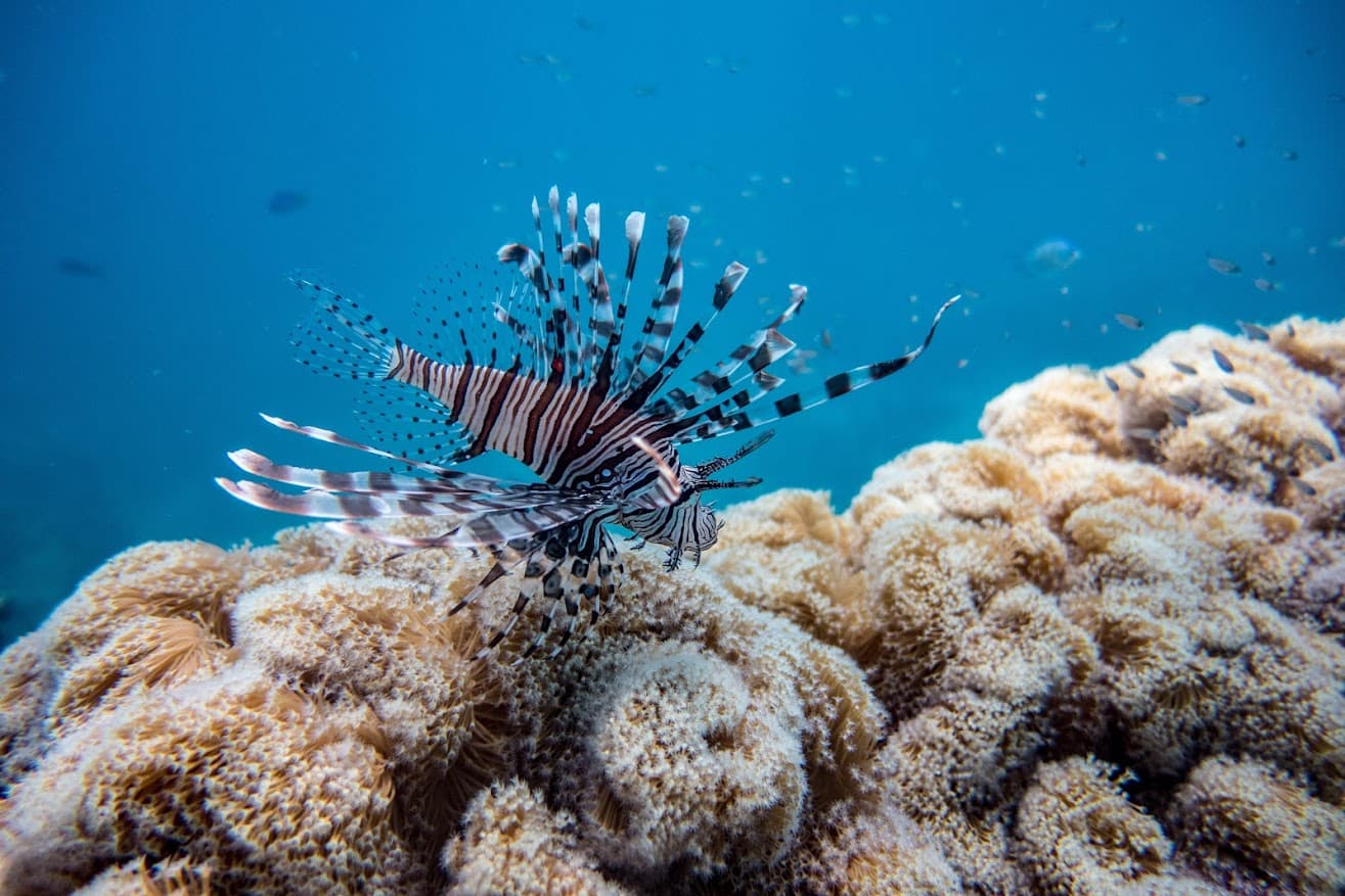 Lion Fish