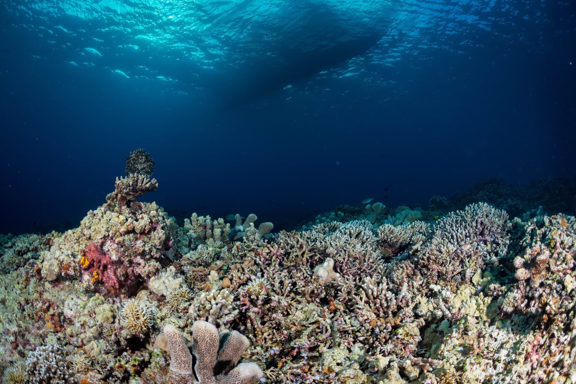 Corals