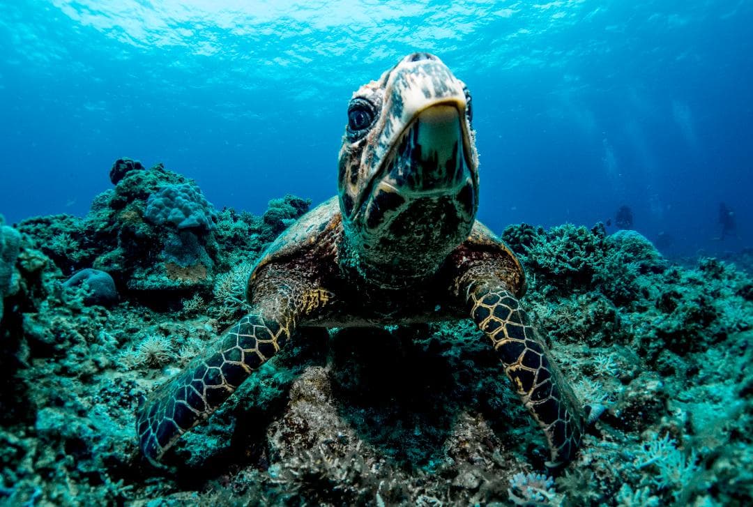 Sea Turtles
